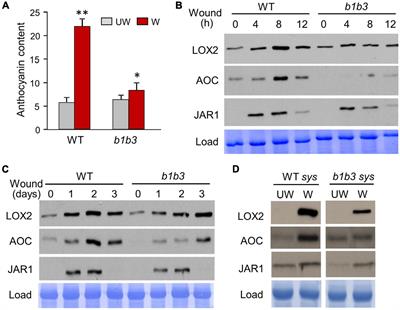 Differential Regulation of the Ribosomal Association of mRNA Transcripts in an Arabidopsis Mutant Defective in Jasmonate-Dependent Wound Response